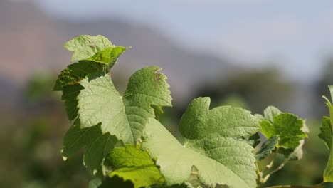 time-lapse of vine leaves growing in sunlight