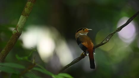 seen from its back within the shade of the rainforest looking around and flies away; silver-breasted broadbill, serilophus lunatus, kaeng krachan national park, unesco world heritage, thailand;