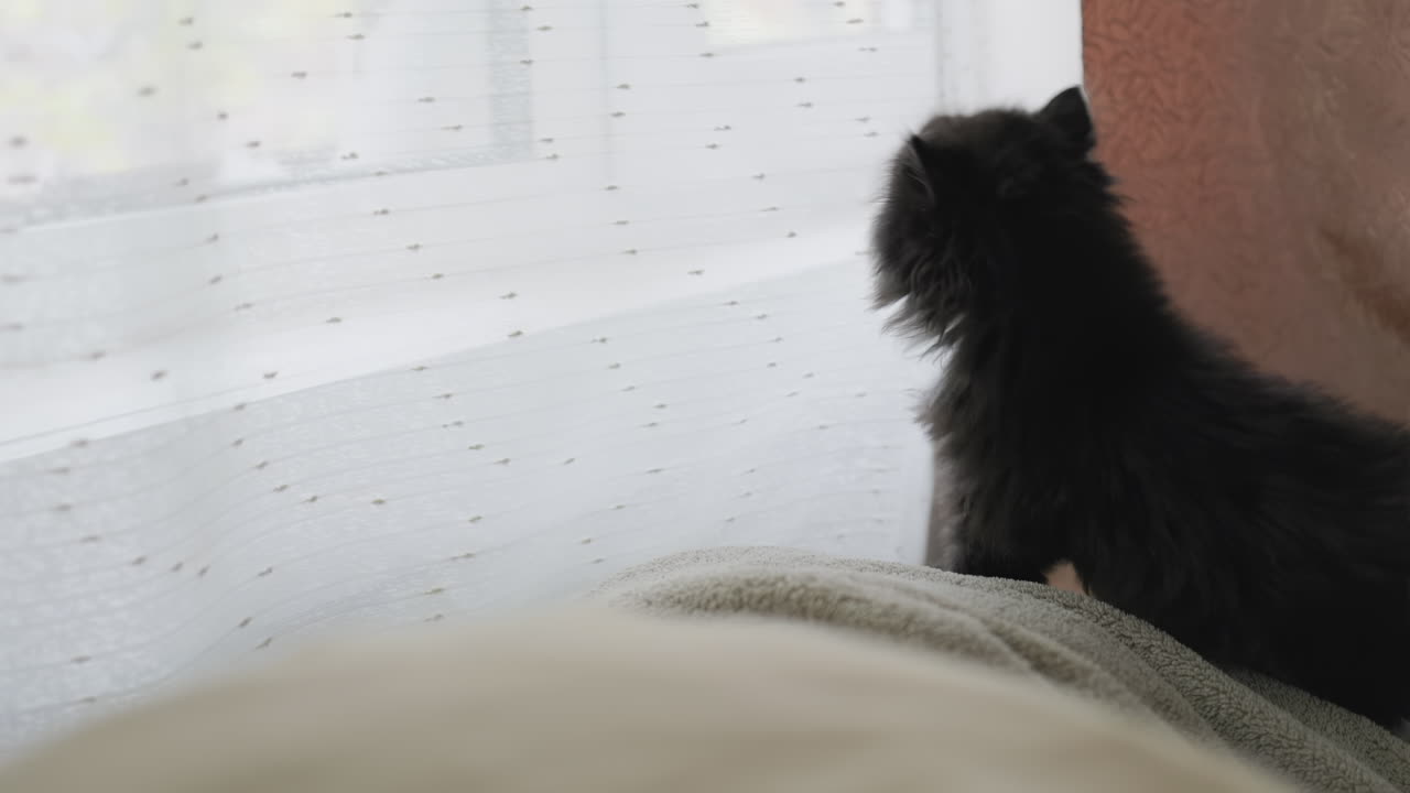 Kitten looking out the window