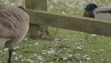 canadian goose pecking for food in meadow