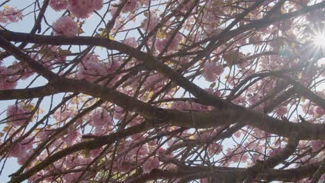 static shot of cherry blossoms in a gentle breeze with sun burst