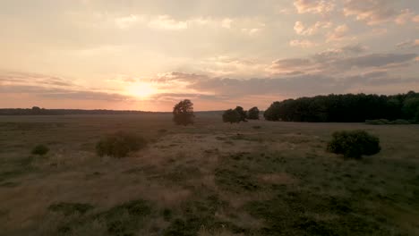 sunset over a grassy meadow with trees