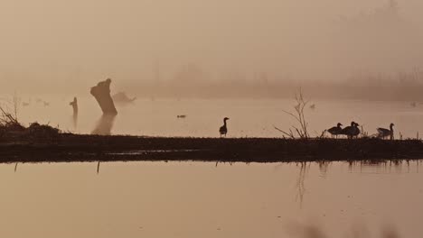 Long-static-shot-of-the-silhouettes-of-ducks-and-geese-standing-on-the-shore-of-a-calm-lake-on-a-misty-morning