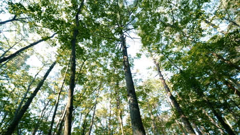 Hermosos-árboles-En-El-Bosque