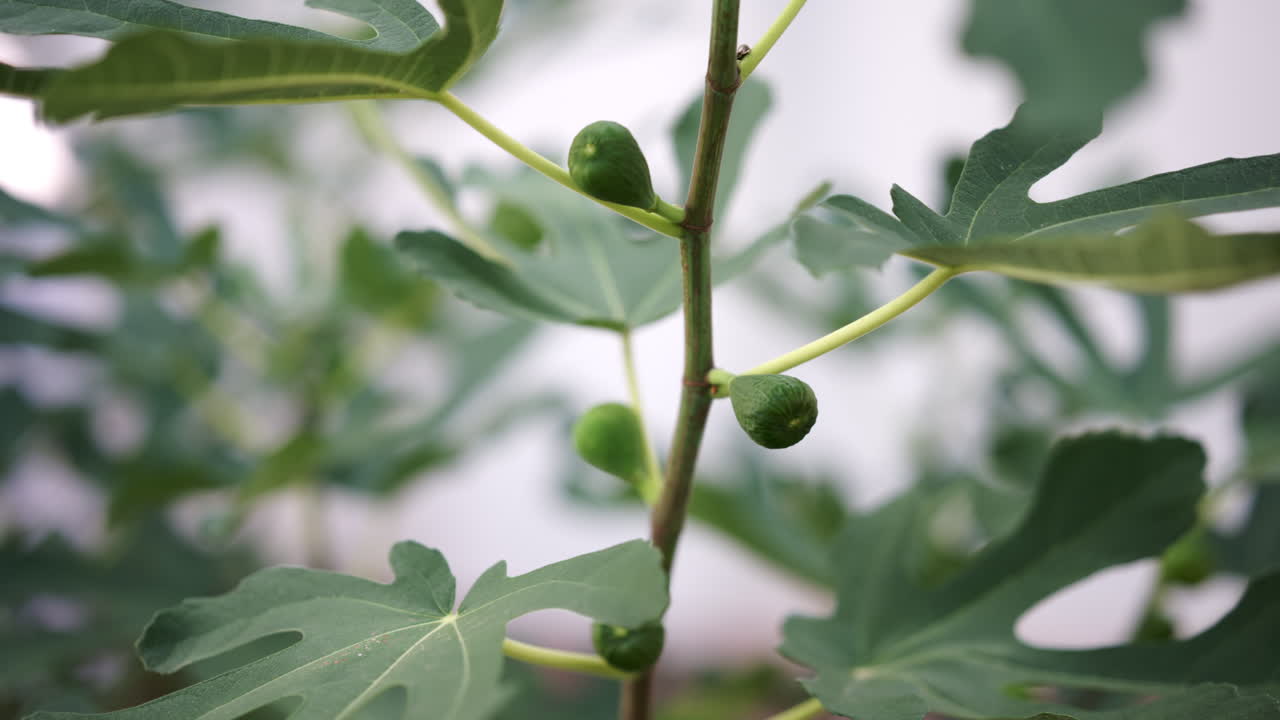 Close up of fresh green figs growing on a tree branch in a garden