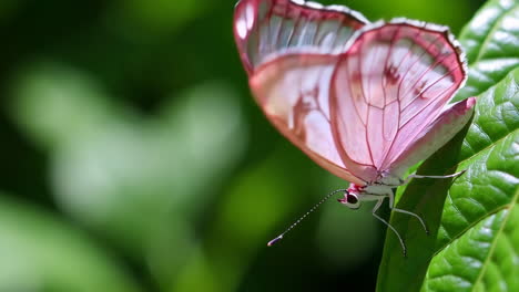 pink butterfly on a green leaf