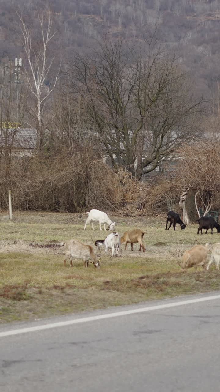 들판 에 있는 염소 들