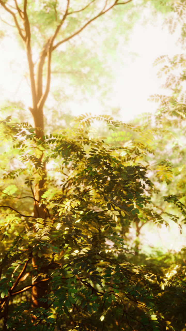 숲 속 의 나무 를 통해 빛 이 필터링 되는 것