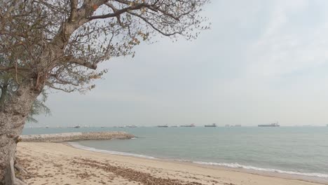 Ein-Strand,-Ein-Baum,-Das-Meer-Und-Frachtschiffe-Aus-Der-Ferne-Unter-Dem-Düsteren-Himmel