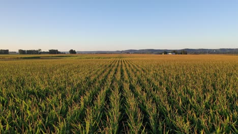 cornfield landscape at sunrise/sunset