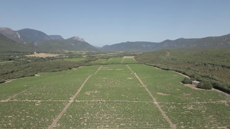 Low-flight-over-green-valley-vineyard-grape-vines-near-French-Pyrenees