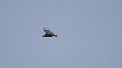 large black vulture flying alone in clear blue sky, gallinazo in mid-air motion