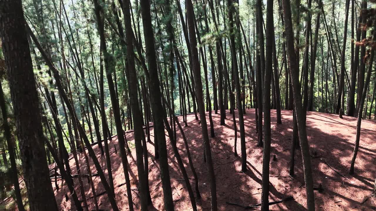 Foresta di conifere a Ella, Sri Lanka, vista da drone