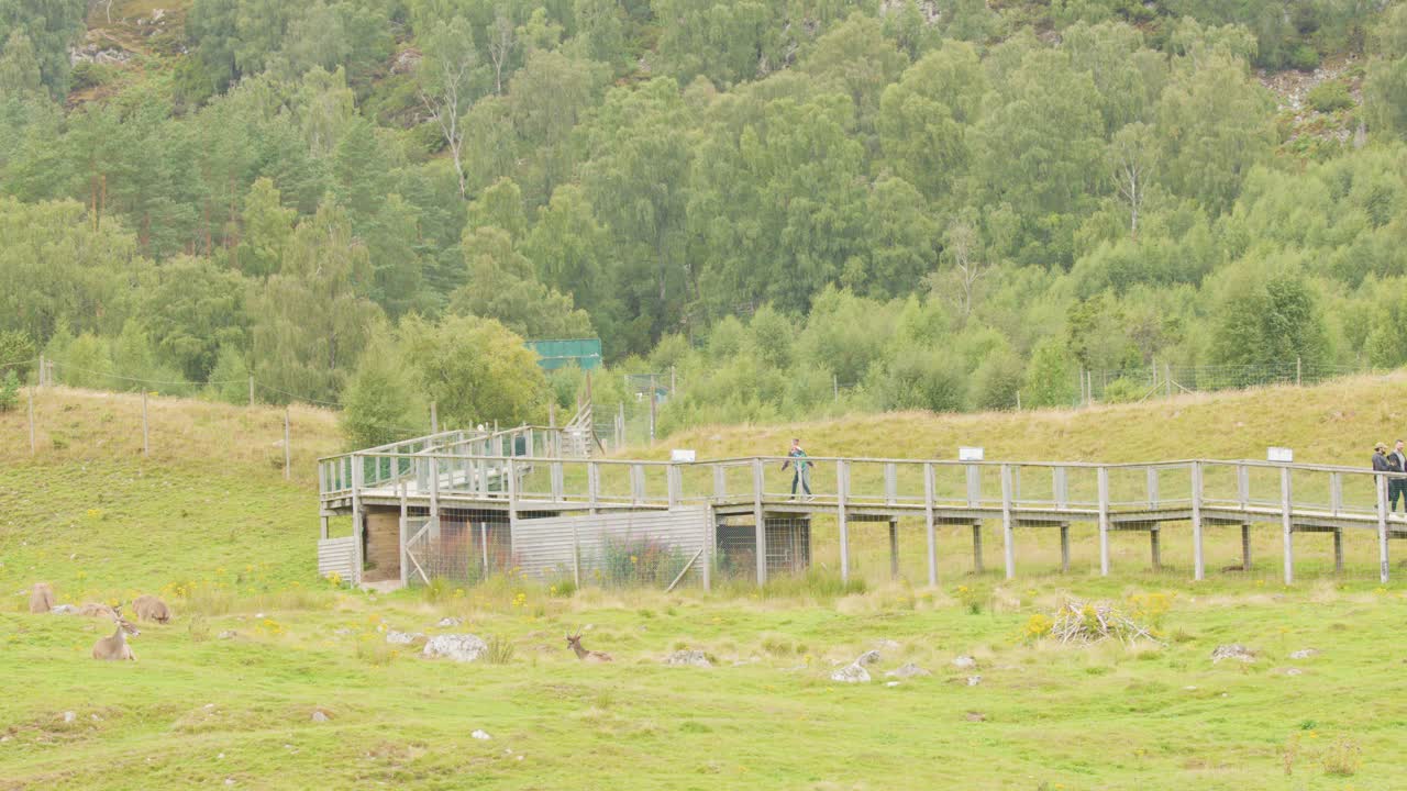 Several people walk along a wooden boardwalk in a grassy, open parkland surrounded by dense green forest under soft, diffuse daylight. Camera remains static