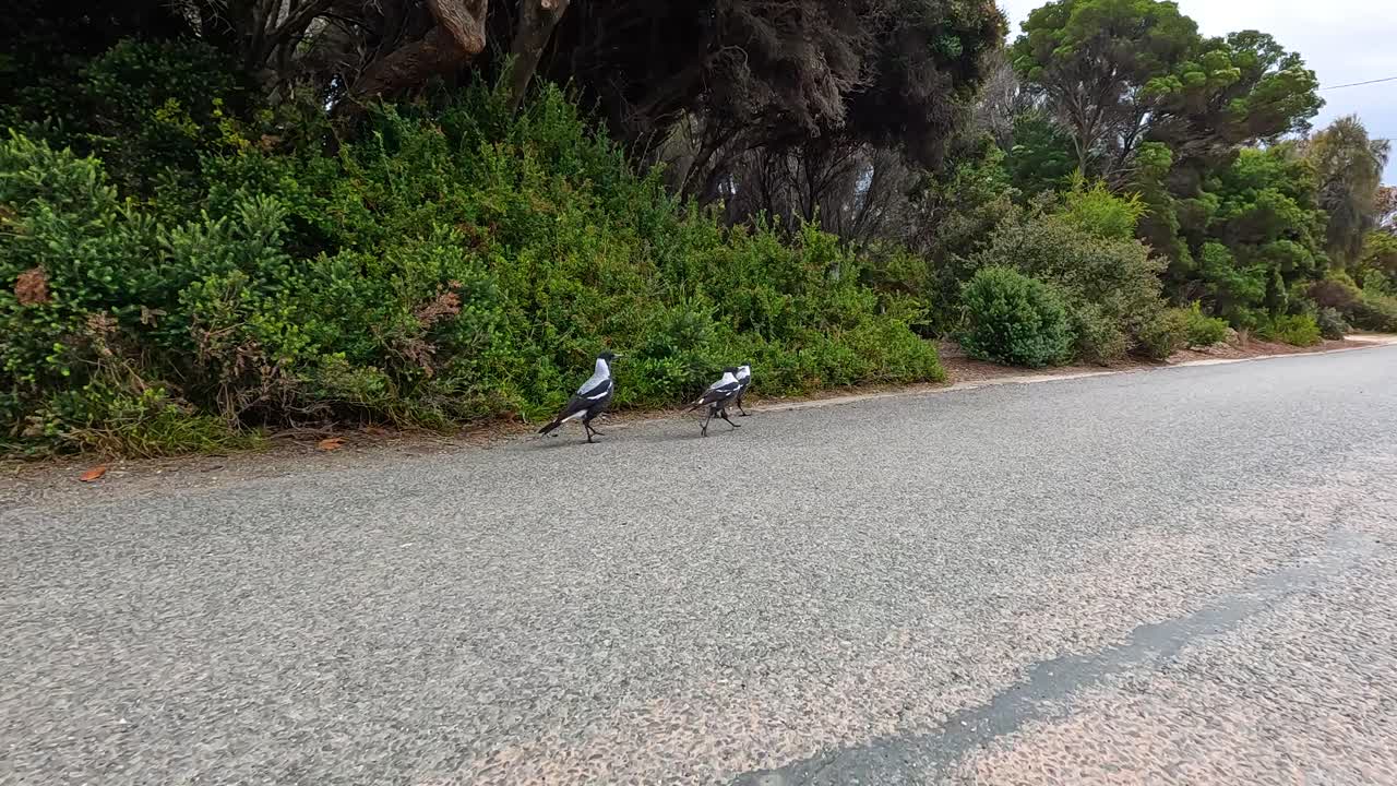 Magpies walk along a quiet road surrounded by lush greenery in Aireys Inlet, captured in natural lighting