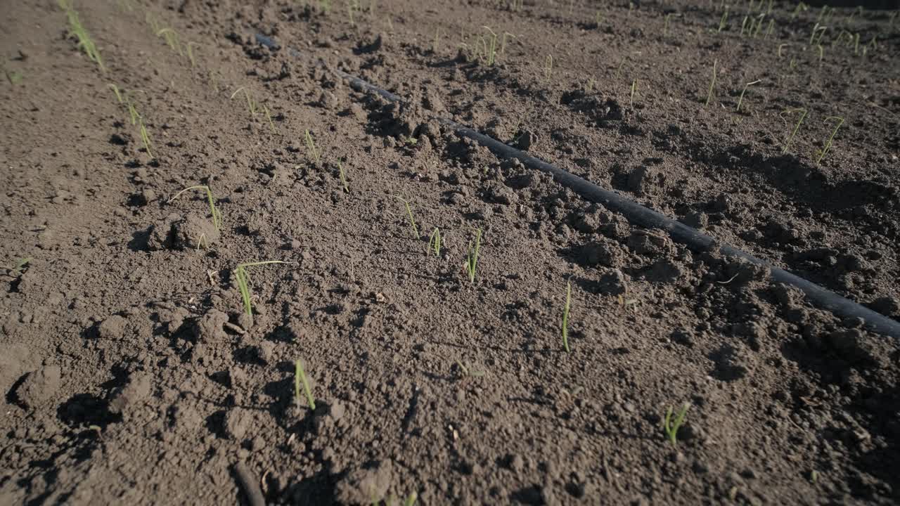 el trigo joven y fresco brotó de la tierra. la germinación del grano en el campo. la cosecha se cultiva orgánicamente.