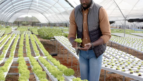 inspecting hydroponic lettuce, man working on sustainable farm in greenhouse