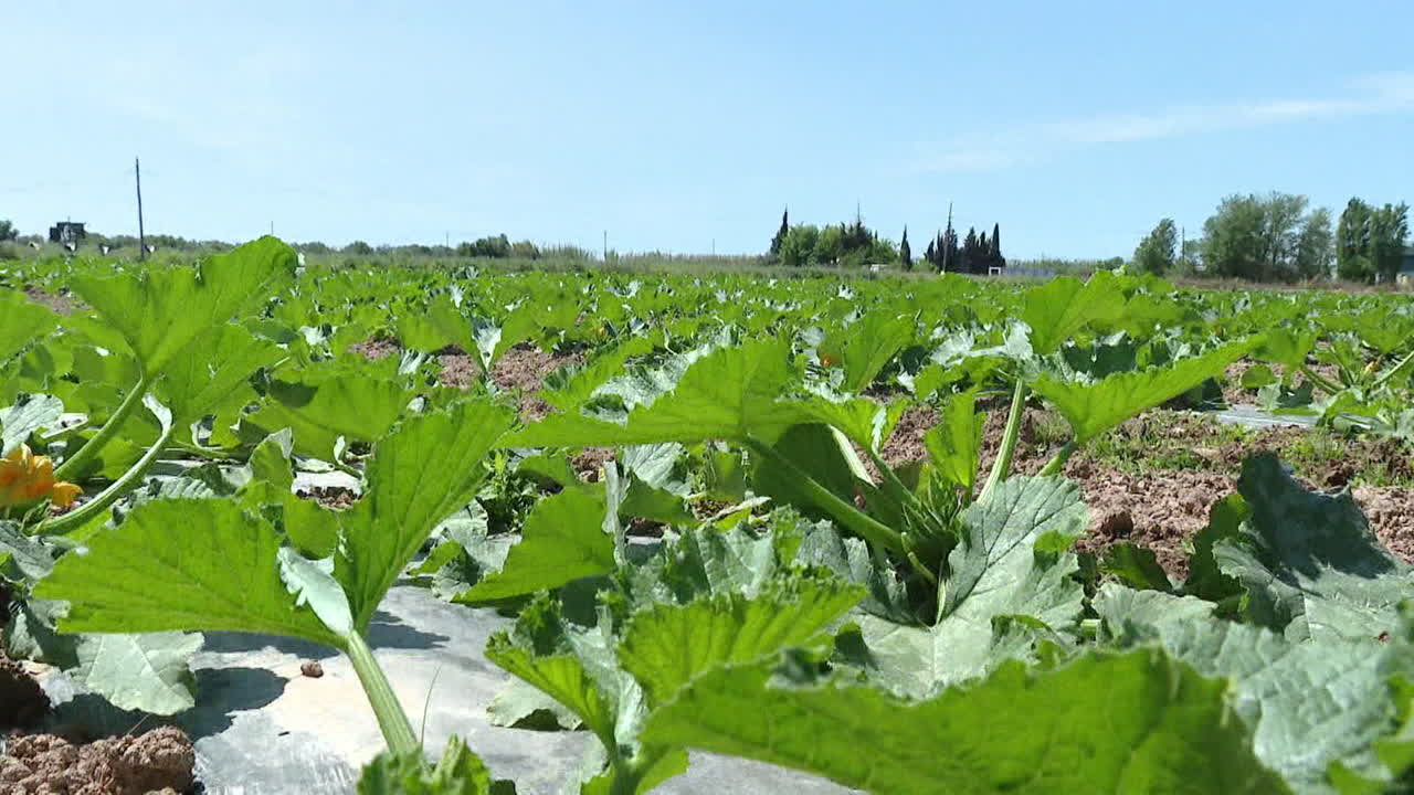 Zucchini plants in a field