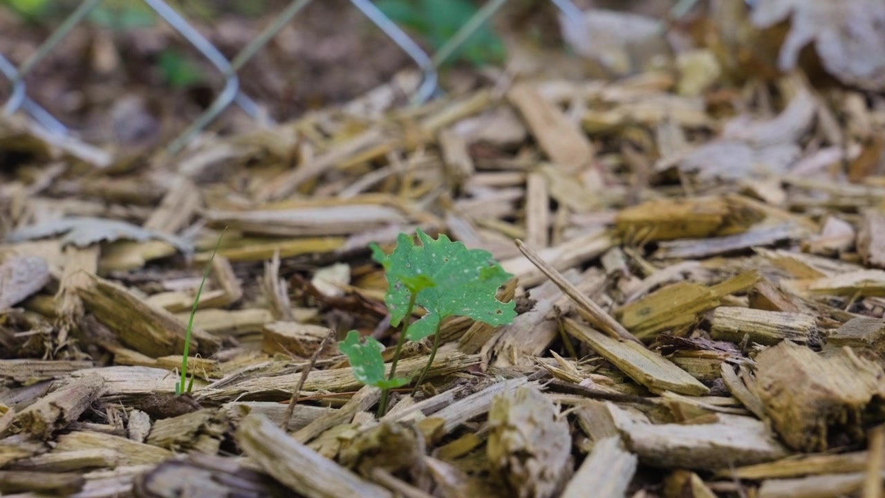 Handheld view of a nasty invasive garden weed.