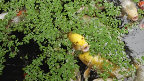 koi fish in a pond with water plants
