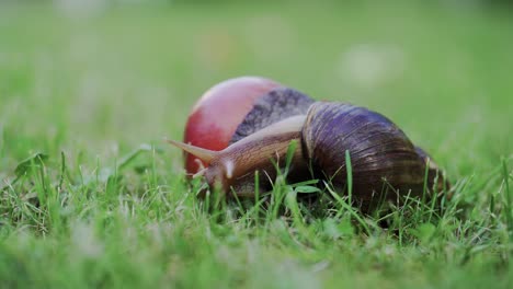large snail achatina fulica crawling in the garden