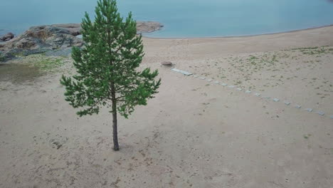 ocean horizon, lone pine tree, empty isolated beach, aerial ascending