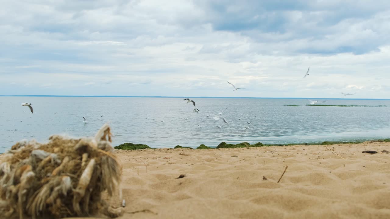 Beach Scene with Gulls