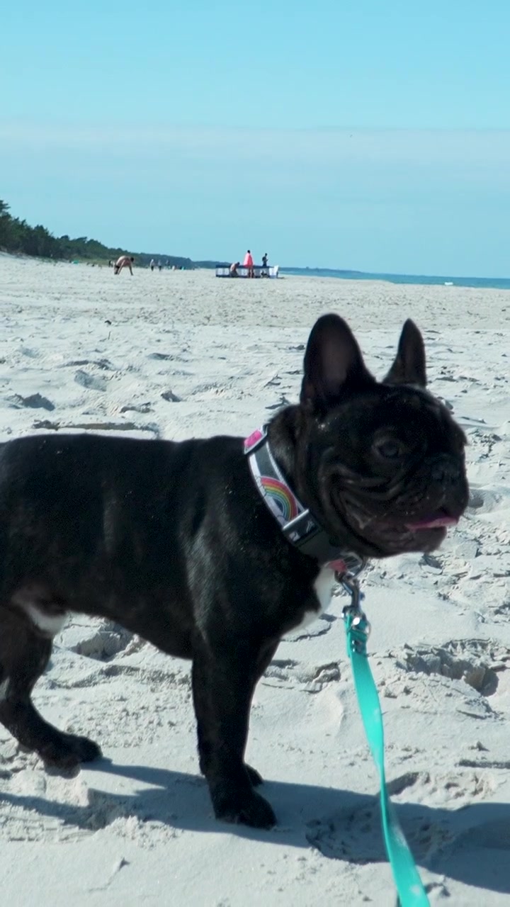 An authentic moment of a black French bulldog wearing a rainbow collar standing on the white sands of Osetnik beach. A minimalist scene for pet wellness and travel content.