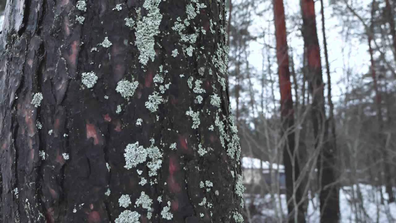 Changing focus footage of a large tree with white and light blue and green moss growing on it in a forest during winter time, footage moves down and changes focus to snow covered forest in background.