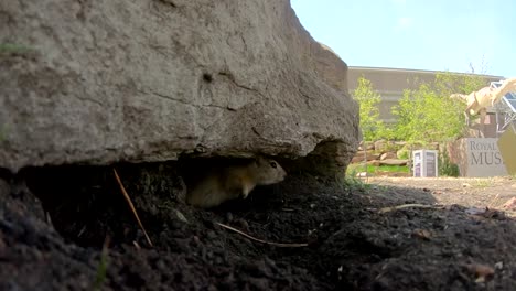 A-little-Prairie-Dog-sticking-its-head-out-of-a-hole-under-a-rock-in-a-park-on-a-sunny-day-in-Alberta-Canada