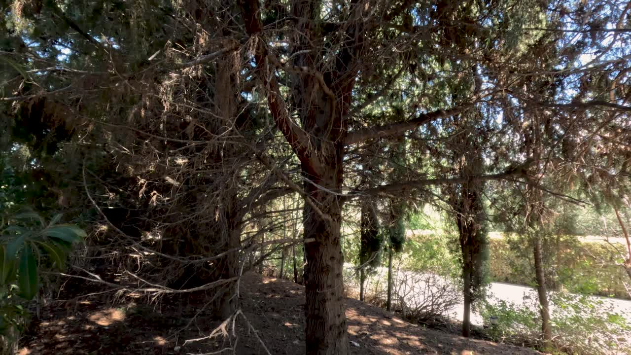 Rami si estendono nel cielo mentre la luce solare filtra attraverso le foglie in una foresta. La telecamera guarda in alto per osservare le cime degli alberi. L'ambientazione mostra la bellezza della natura in una giornata limpida.