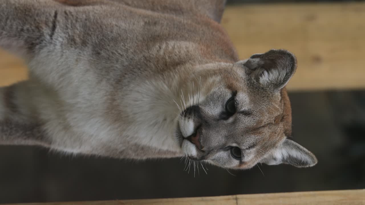 Bir Puma'nın Yakın Çekim Portresi