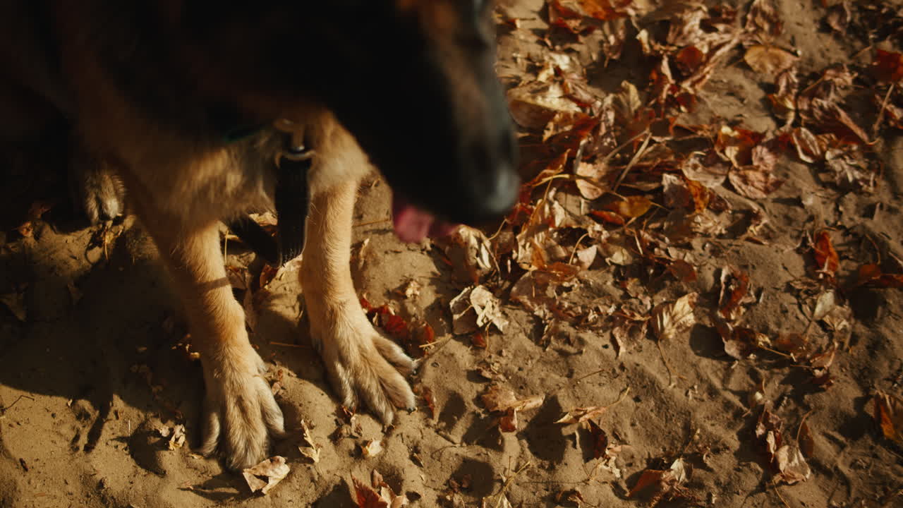 German Shepherd Dog in Autumn Park