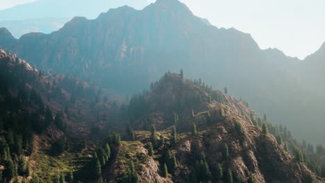 pines forest growing on the mountains