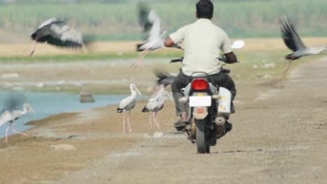 Una-Bandada-De-Cigüeñas-De-Pico-Abierto-Perturbadas-Por-Una-Bicicleta-Que-Pasa-Haciéndolas-Volar-Lejos-En-India,-La-Presión-Sobre-La-Vida-Silvestre-Está-En-Todas-Partes