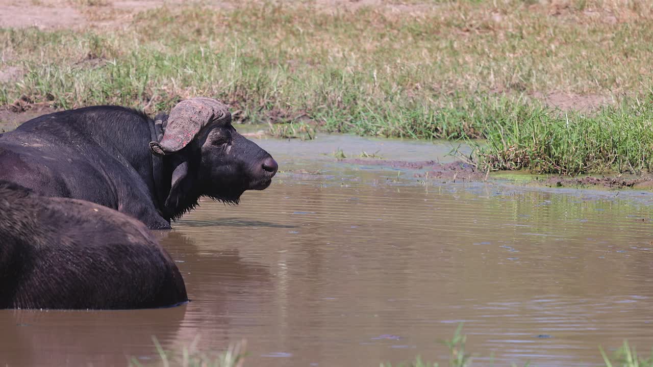 Closeup: Cape buffalo laying in waterhole chews cud, with copy space