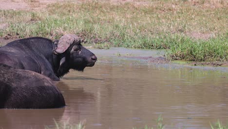 closeup: cape buffalo laying in waterhole chews cud, with copy space