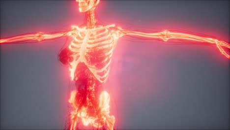 transparent human body with visible bones