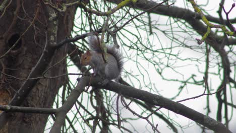 grey squirrel climbing along tree then grooms itself