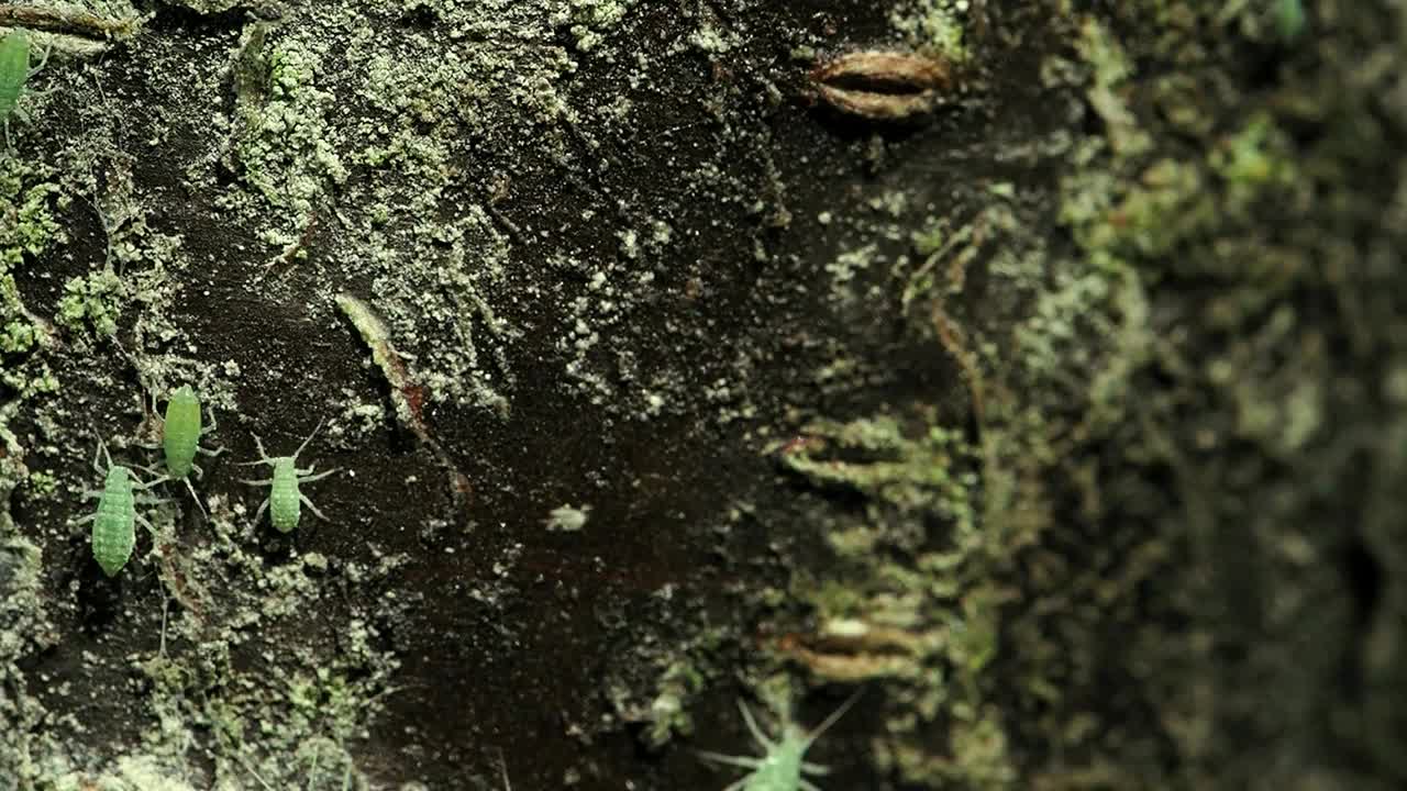 Sap sucking pale green aphids on their way to work.