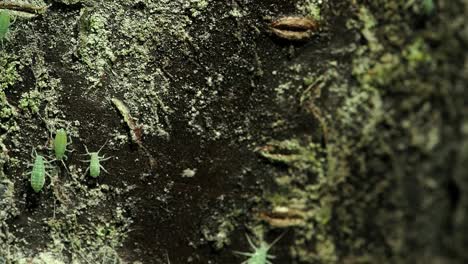 sap sucking pale green aphids on their way to work.