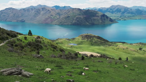 Ein-Atemberaubender-Blick-Auf-Schafe,-Die-Auf-Einem-Hügel-Grasen,-Mit-Dem-Wanaka-See-Im-Hintergrund