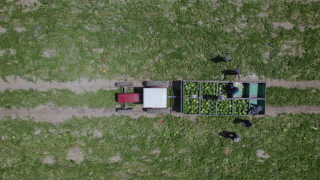 Así-Es-Como-Cosechan-Sandías-Los-Agricultores-Cerca-Del-Mar-Muerto