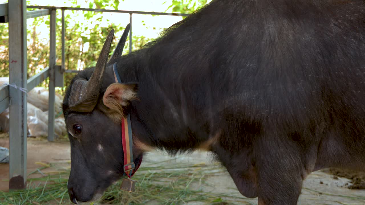 A close-up profile shot of a horned water buffalo standing still in a farm shelter