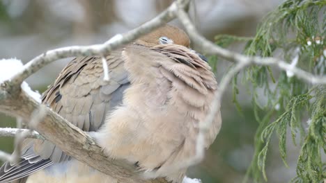 Makroaufnahme-Eines-Vogels-Mit-Schneeflocke-Auf-Federn,-Die-Den-Körper-Aufblasen,-Um-Warm-Zu-Bleiben