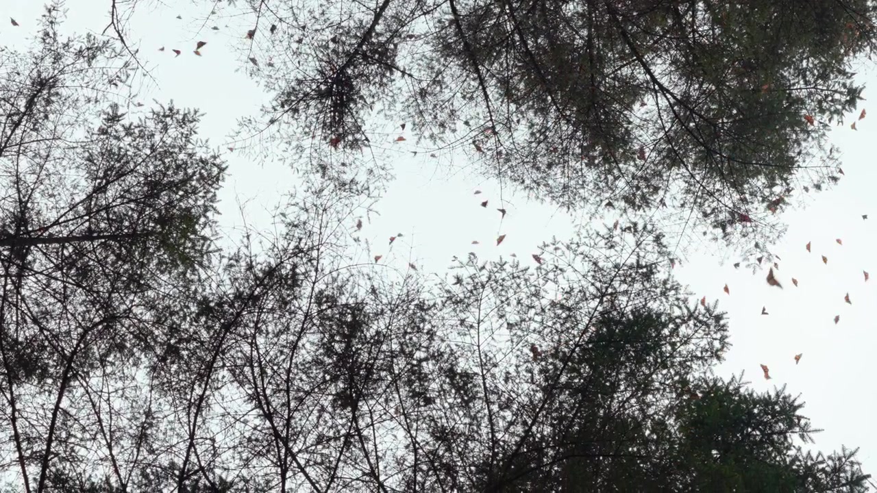 A mesmerizing low-angle shot looking up through the canopy as thousands of monarch butterflies flutter through the forest air during their wintering migration in Mexico.