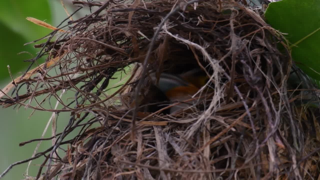 el pico ancho de pecho plateado es un ave famosa en tailandia, tanto local como internacional