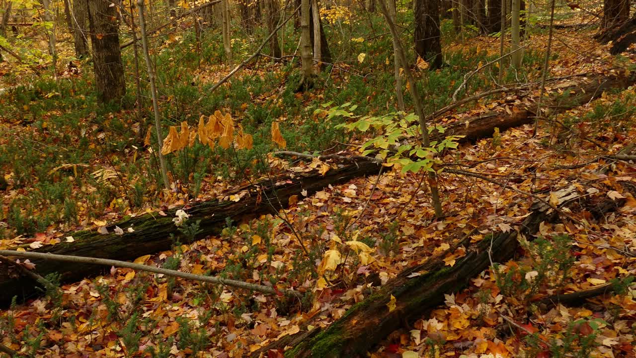 Pudonneita syyslehtiä metsässä syksyllä, kiinteä yläkulman panoraamakuva.