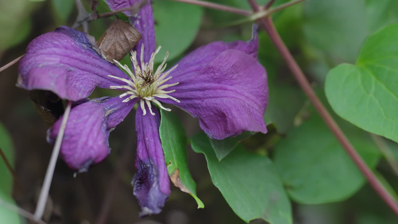 Close-up of vibrant purple flower with lush green leaves outdoors