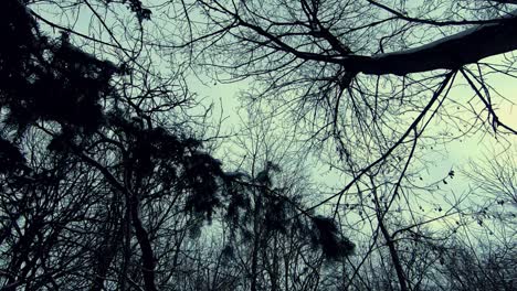 Dolly-forward-looking-up-shot-of-leafless-treetops-on-cloudy-day